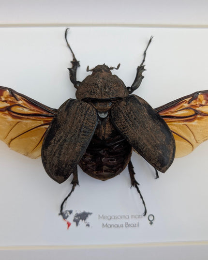 Framed megasoma mars beetle: rare entomology display, ethically sourced