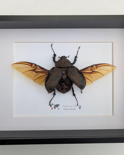 Framed megasoma mars beetle: rare entomology display, ethically sourced