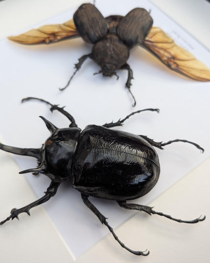Framed megasoma mars beetle pair: rare entomology specimen, ethically sourced