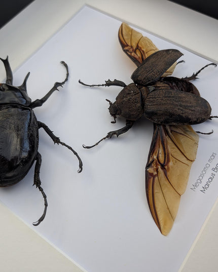 Framed megasoma mars beetle pair: rare entomology specimen, ethically sourced