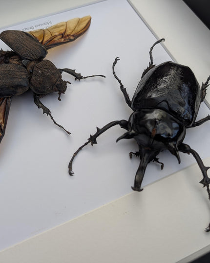 Framed megasoma mars beetle pair: rare entomology specimen, ethically sourced