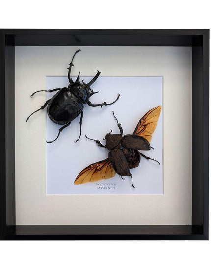 Framed megasoma mars beetle pair: rare entomology specimen, ethically sourced