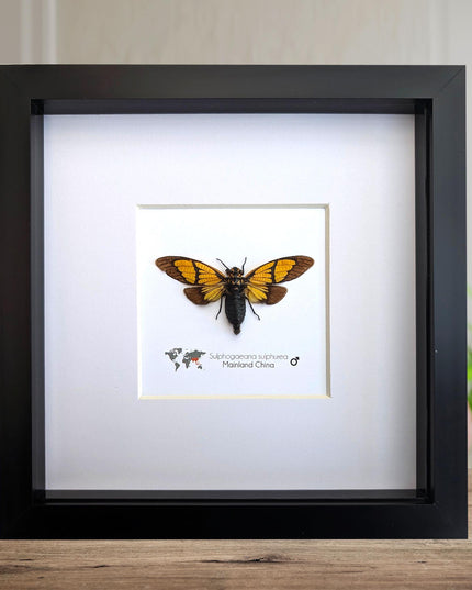 Framed Sulphogaeana sulphurea Cicada, Taxidermy Entomology Wall Art