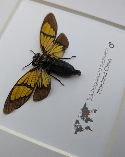 Framed Sulphogaeana sulphurea Cicada, Taxidermy Entomology Wall Art