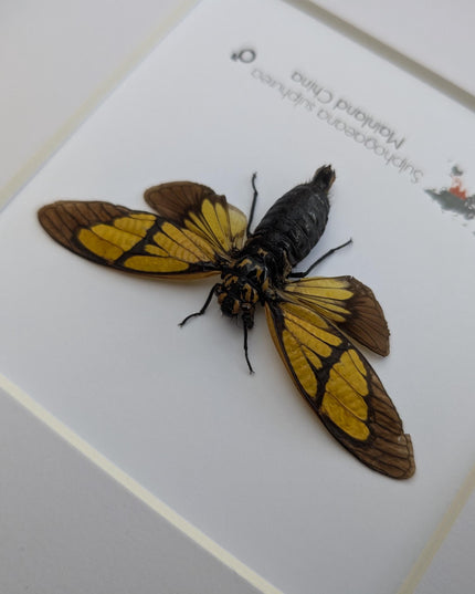 Framed Sulphogaeana sulphurea Cicada, Taxidermy Entomology Wall Art
