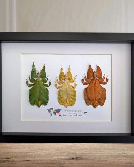 Framed Leaf Insect Taxidermy Art, Set of 3 (A4)