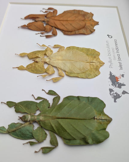 Framed Leaf Insect Taxidermy Art, Set of 3 (A4)