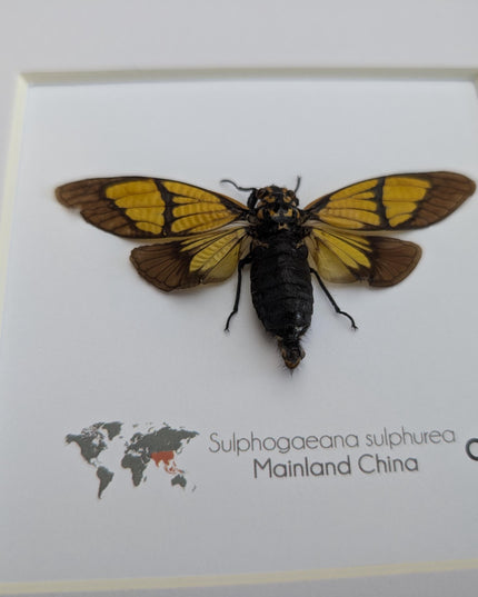 Framed Sulphogaeana sulphurea Cicada, Taxidermy Entomology Wall Art