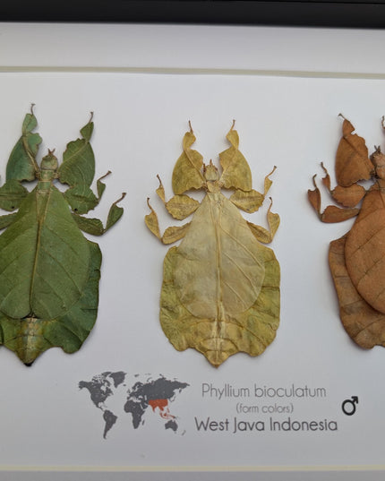 Framed Leaf Insect Taxidermy Art, Set of 3 (A4)