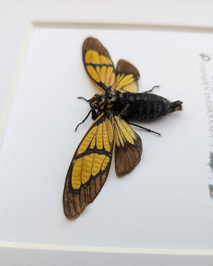 Framed Sulphogaeana sulphurea Cicada, Taxidermy Entomology Wall Art
