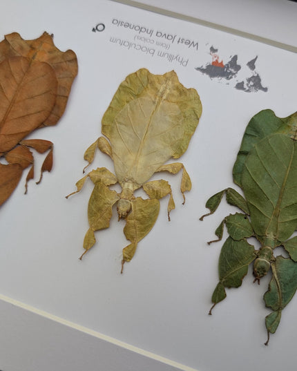 Framed Leaf Insect Taxidermy Art, Set of 3 (A4)