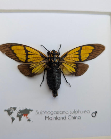 Framed Sulphogaeana sulphurea Cicada, Taxidermy Entomology Wall Art