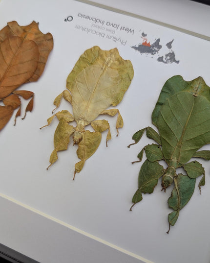 Framed Leaf Insect Taxidermy Art, Set of 3 (A4)