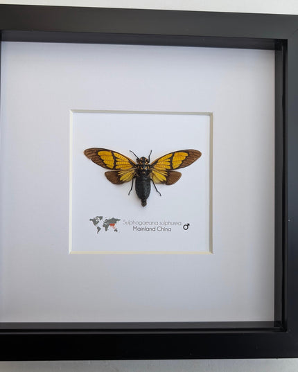 Framed Sulphogaeana sulphurea Cicada, Taxidermy Entomology Wall Art