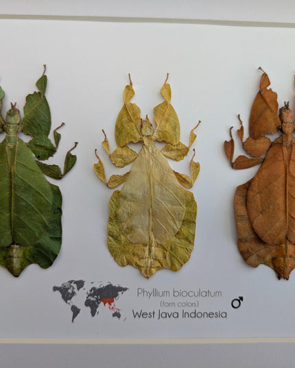 Framed Leaf Insect Taxidermy Art, Set of 3 (A4)