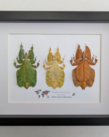 Framed Leaf Insect Taxidermy Art, Set of 3 (A4)