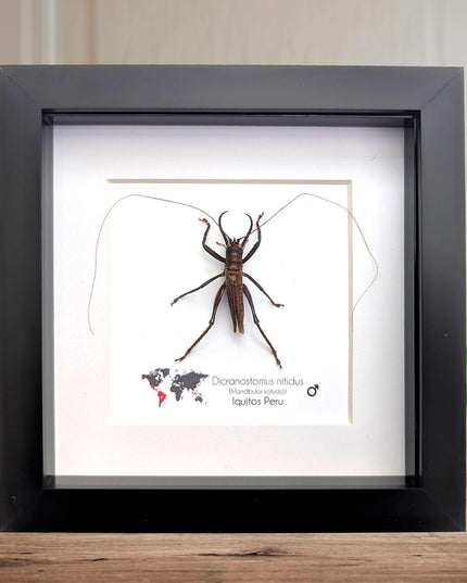 Framed shiny longhorn katydid - peru insect display (6x6in) rare