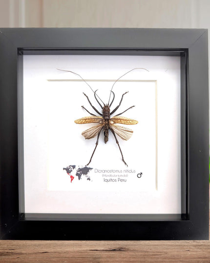 Framed shiny longhorn katydid: dicronostomus nitidus, peru insect display (6x6