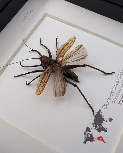 Framed shiny longhorn katydid: dicronostomus nitidus, peru insect display (6x6