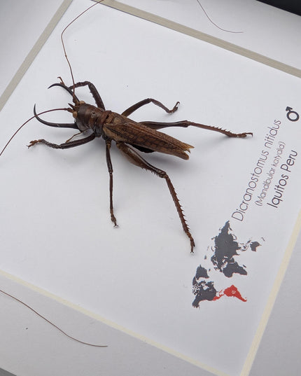 Framed shiny longhorn katydid - peru insect display (6x6in) rare