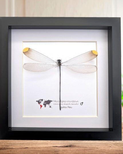 Microstigma rotundatum,  helicopter damselfly, damselfly display, entomology gift, ethically sourced, taxidermy, bug collection, 8x8