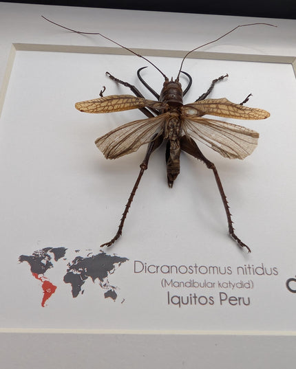 Framed shiny longhorn katydid: dicronostomus nitidus, peru insect display (6x6