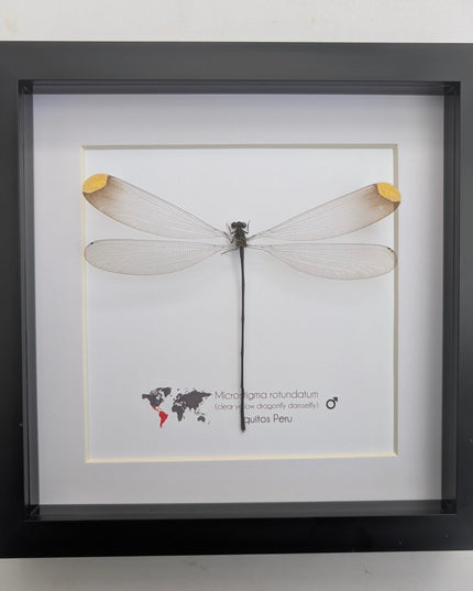 Microstigma rotundatum,  helicopter damselfly, damselfly display, entomology gift, ethically sourced, taxidermy, bug collection, 8x8