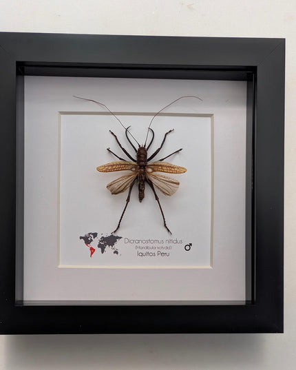 Framed shiny longhorn katydid: dicronostomus nitidus, peru insect display (6x6