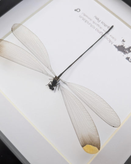 Microstigma rotundatum,  helicopter damselfly, damselfly display, entomology gift, ethically sourced, taxidermy, bug collection, 8x8