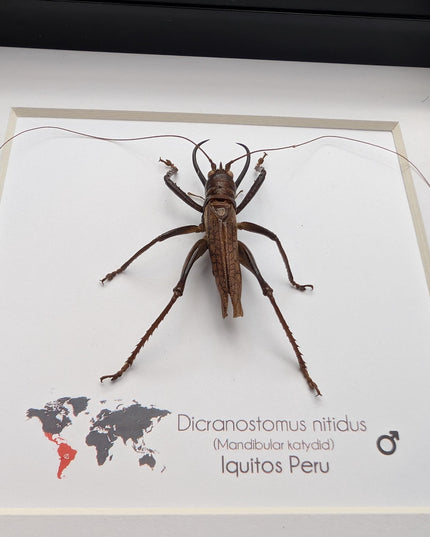 Framed shiny longhorn katydid - peru insect display (6x6in) rare