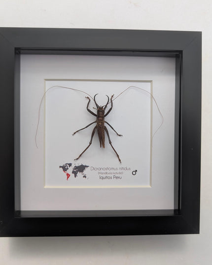 Framed shiny longhorn katydid - peru insect display (6x6in) rare