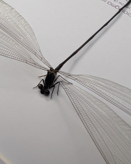 Microstigma rotundatum,  helicopter damselfly, damselfly display, entomology gift, ethically sourced, taxidermy, bug collection, 8x8