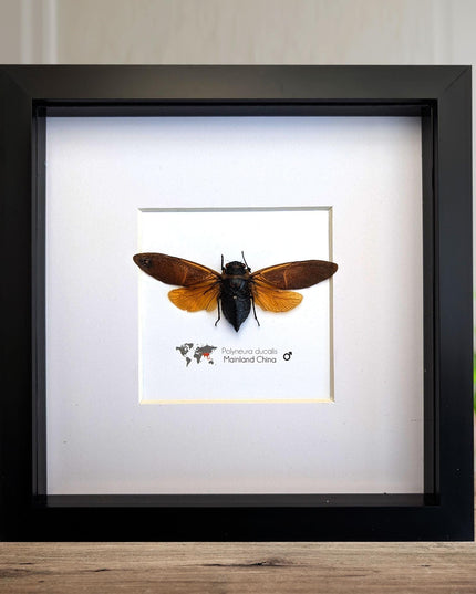Framed polyneura ducalis cicada: ethically sourced entomology wall art