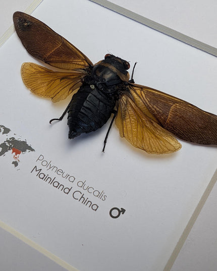 Framed polyneura ducalis cicada: ethically sourced entomology wall art