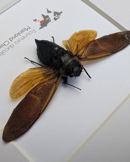 Framed polyneura ducalis cicada: ethically sourced entomology wall art