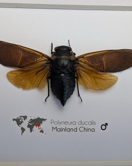 Framed polyneura ducalis cicada: ethically sourced entomology wall art