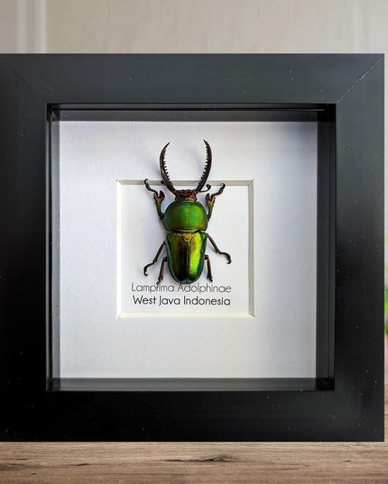 Jewel stag beetle taxidermy: lamprima adolphinae entomology wall art (4x4)