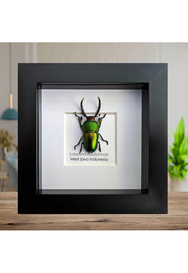 Jewel stag beetle taxidermy: lamprima adolphinae entomology wall art (4x4)