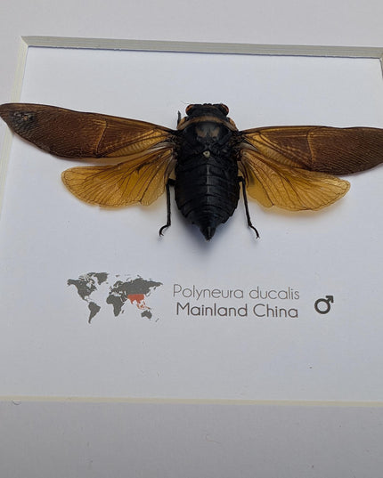 Framed polyneura ducalis cicada: ethically sourced entomology wall art