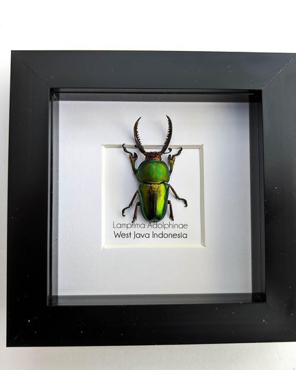 Jewel stag beetle taxidermy: lamprima adolphinae entomology wall art (4x4)