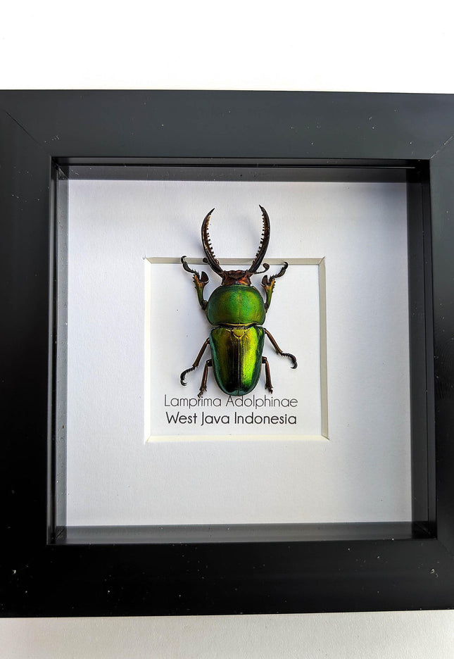 Jewel stag beetle taxidermy: lamprima adolphinae entomology wall art (4x4)