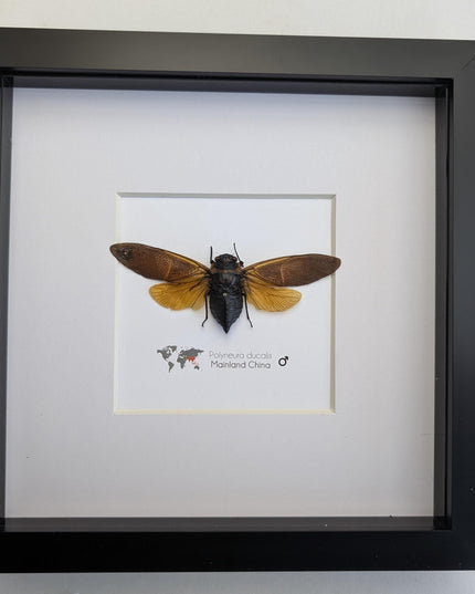 Framed polyneura ducalis cicada: ethically sourced entomology wall art