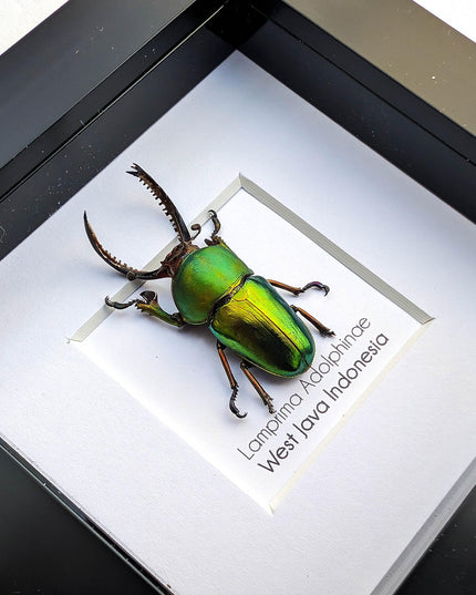 Jewel stag beetle taxidermy: lamprima adolphinae entomology wall art (4x4)