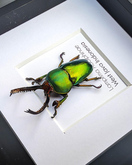 Jewel stag beetle taxidermy: lamprima adolphinae entomology wall art (4x4)