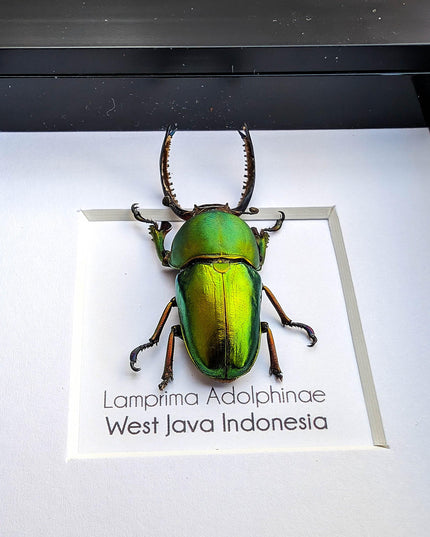 Jewel stag beetle taxidermy: lamprima adolphinae entomology wall art (4x4)
