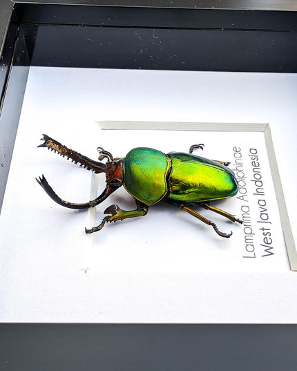 Jewel stag beetle taxidermy: lamprima adolphinae entomology wall art (4x4)