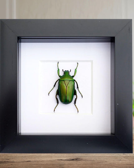 Framed green flower beetle taxidermy: african scarab entomology art