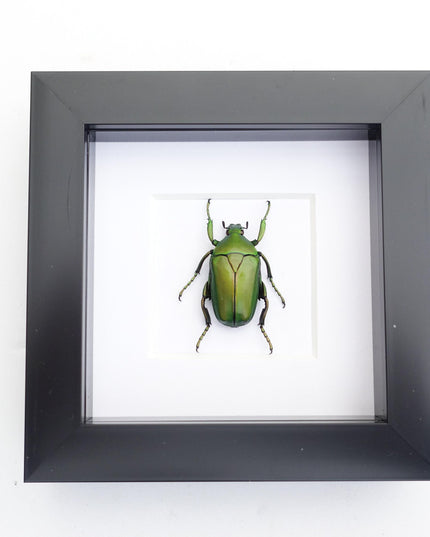 Framed green flower beetle taxidermy: african scarab entomology art