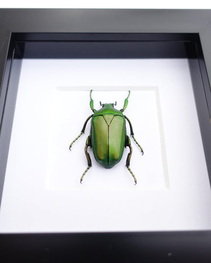 Framed green flower beetle taxidermy: african scarab entomology art