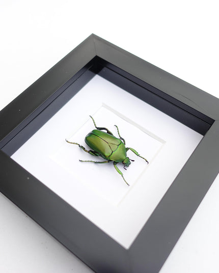 Framed green flower beetle taxidermy: african scarab entomology art